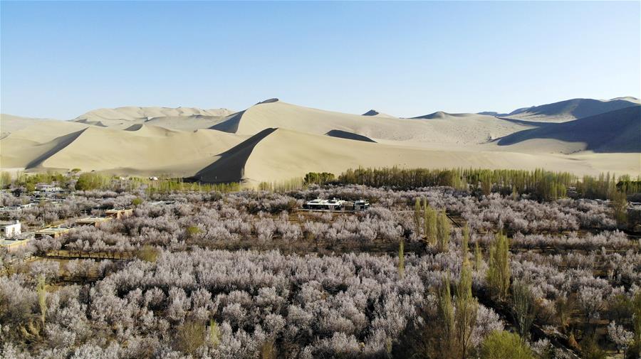 #CHINA-DUNHUANG-APRICOT FLOWERS (CN)