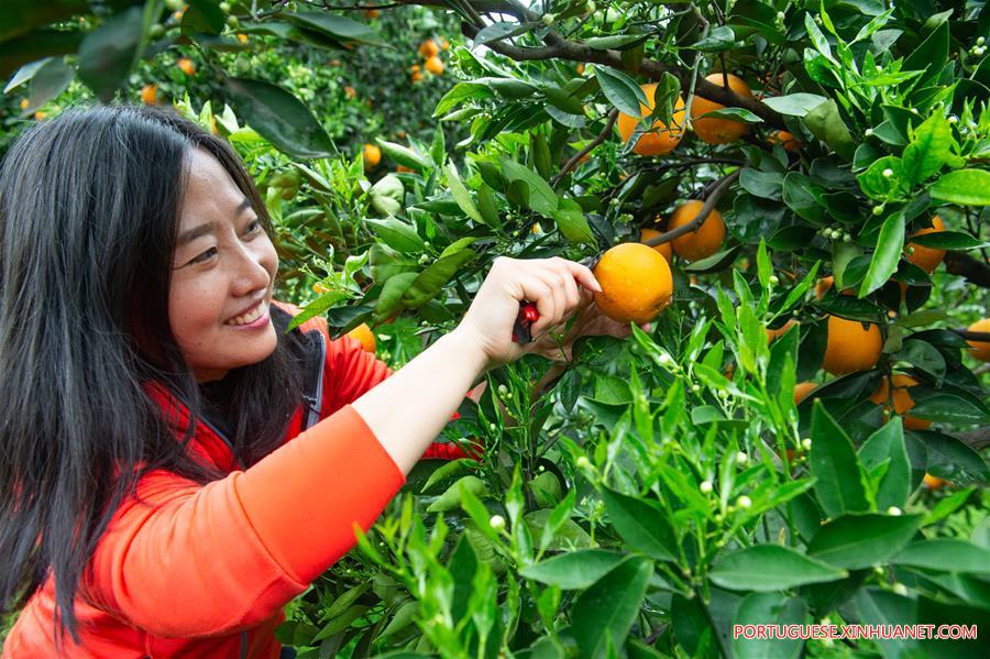 #CHINA-HUBEI-YICHANG-NAVEL ORANGE (CN)