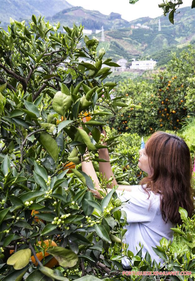 #CHINA-HUBEI-YICHANG-NAVEL ORANGE (CN)