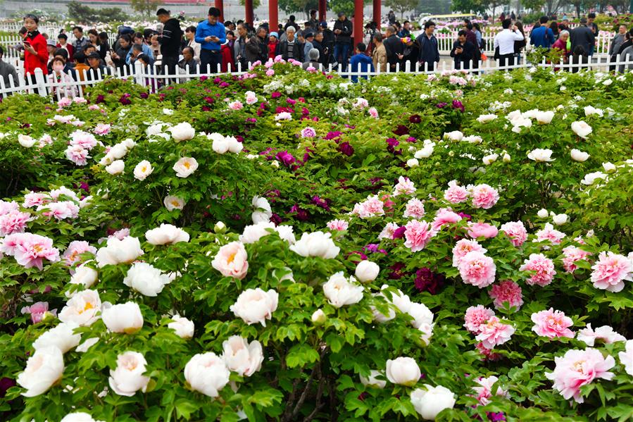 CHINA-SHANDONG-HEZE-PEONY-FLOWERS (CN)