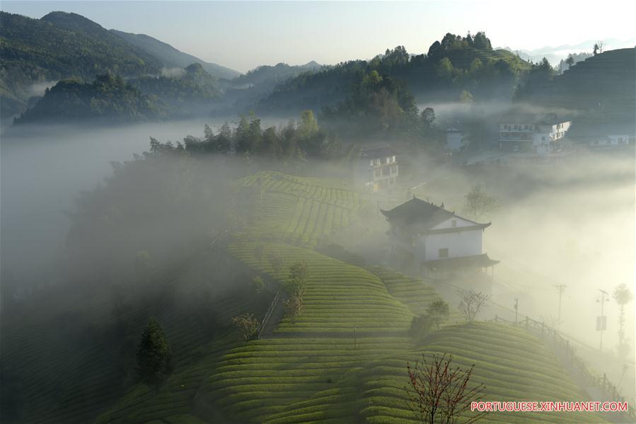 #CHINA-HUBEI-ENSHI-FOG-TEA PLANTATION(CN)