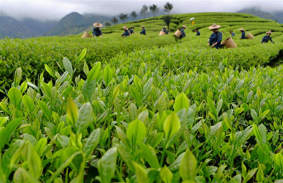 (CDAC)CHINA-BEIJING-ASIAN TEA CULTURE