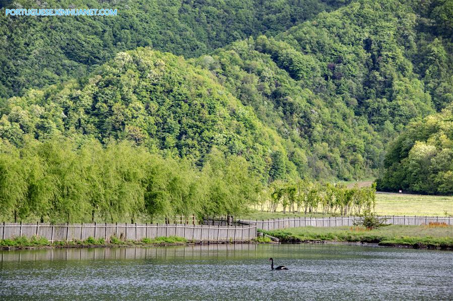 CHINA-HUBEI-SHENNONGJIA-SCENERY (CN)