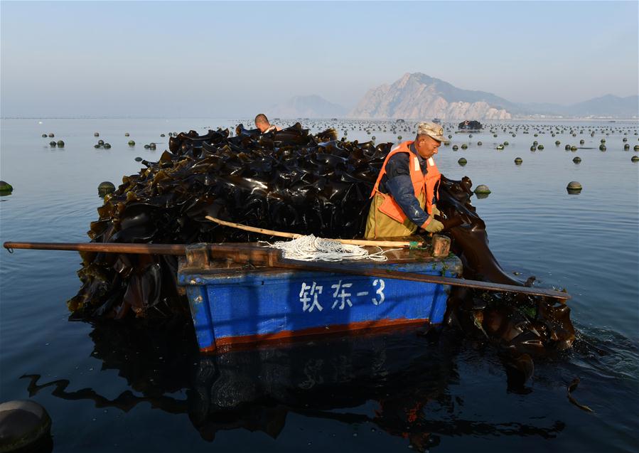 CHINA-SHANDONG-YANTAI-ECONOMY-AQUACULTURE (CN)