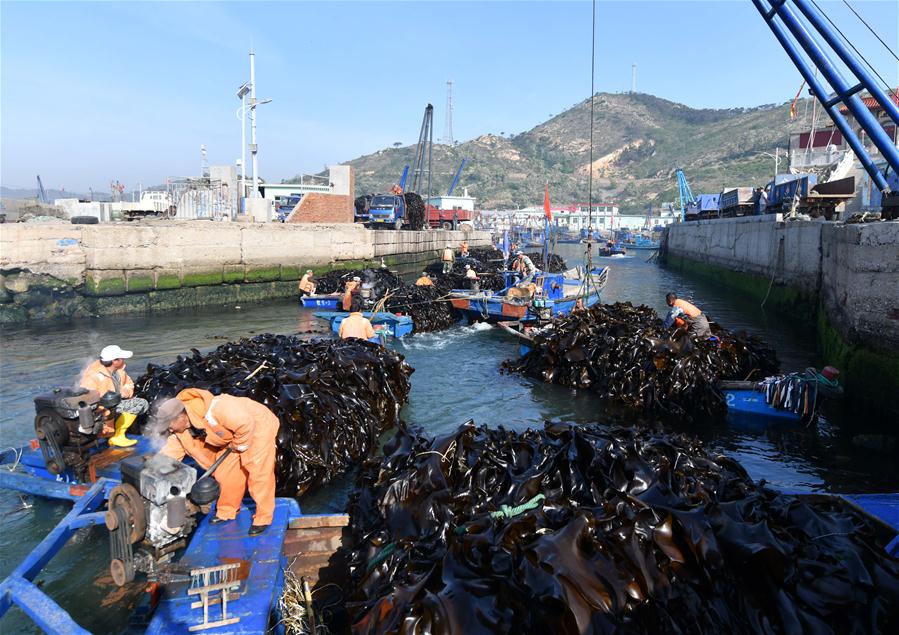 CHINA-SHANDONG-YANTAI-ECONOMY-AQUACULTURE (CN)