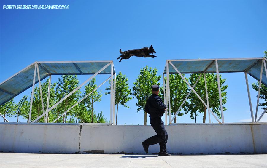 #CHINA-HARBIN-POLICE DOG-TRAINING (CN)