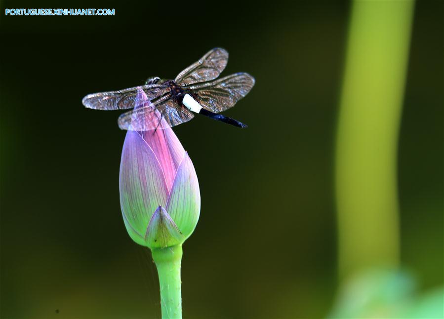 #CHINA-ANHUI-SUMMER-LOTUS (CN)