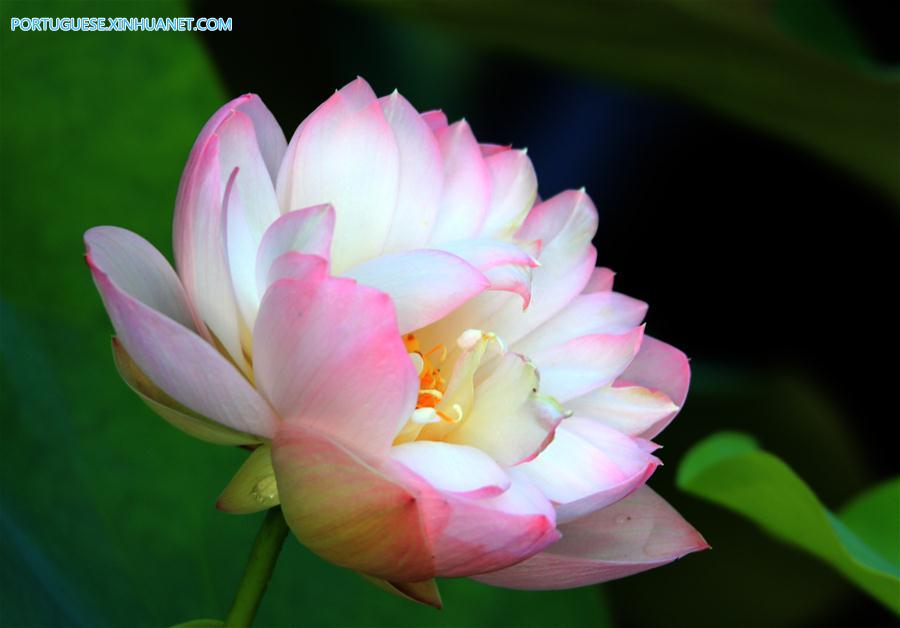 #CHINA-ANHUI-SUMMER-LOTUS (CN)