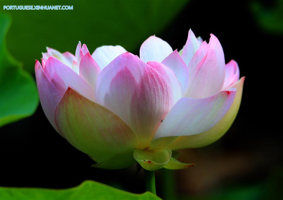 #CHINA-ANHUI-SUMMER-LOTUS (CN)