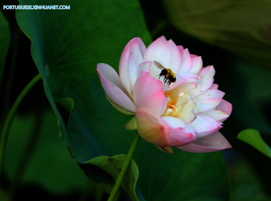 #CHINA-ANHUI-SUMMER-LOTUS (CN)