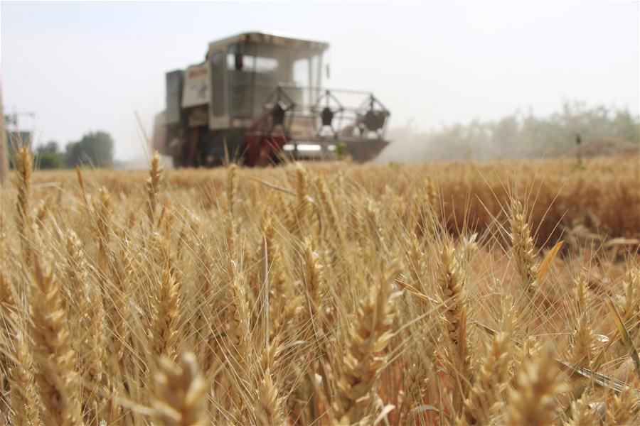 #CHINA-WHEAT-HARVEST (CN)