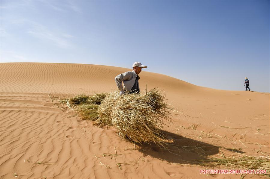 CHINA-NINGXIA-ZHONGWEI-DESERT CONTROL(CN)