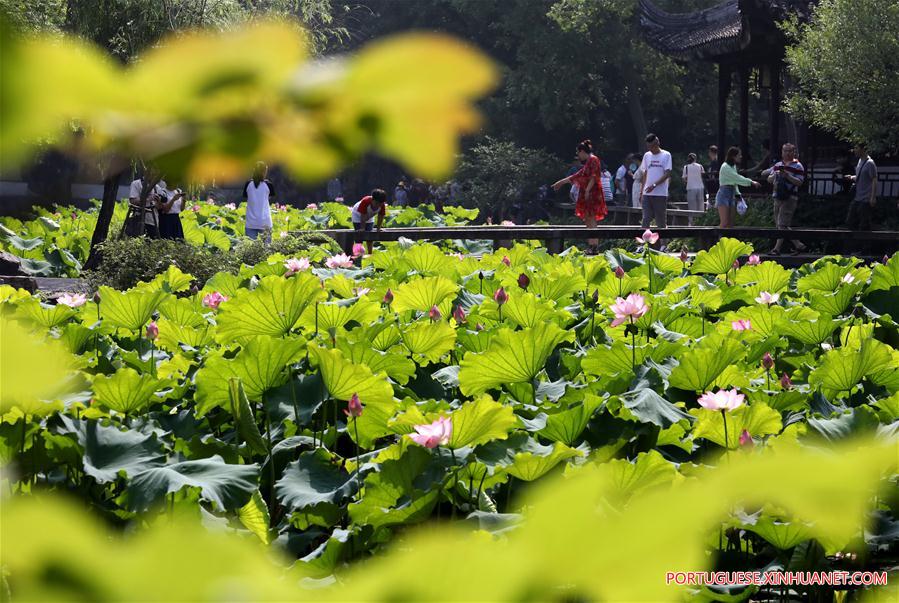 #CHINA-JIANGSU-SUZHOU-LOTUS FLOWERS (CN)