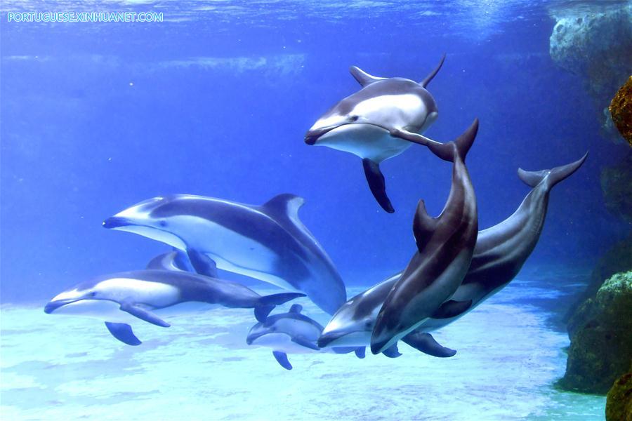CHINA-ZHUHAI-PACIFIC WHITE-SIDED DOLPHIN-CUB (CN)