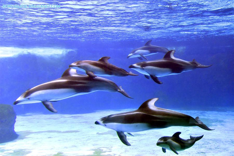 CHINA-ZHUHAI-PACIFIC WHITE-SIDED DOLPHIN-CUB (CN)