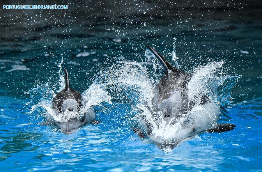 CHINA-ZHUHAI-PACIFIC WHITE-SIDED DOLPHIN-CUB (CN)