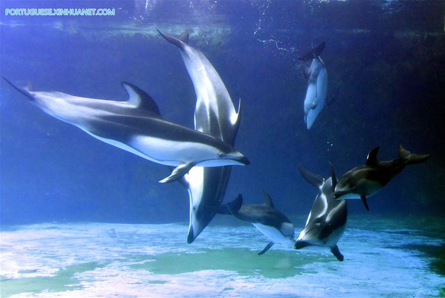 CHINA-ZHUHAI-PACIFIC WHITE-SIDED DOLPHIN-CUB (CN)