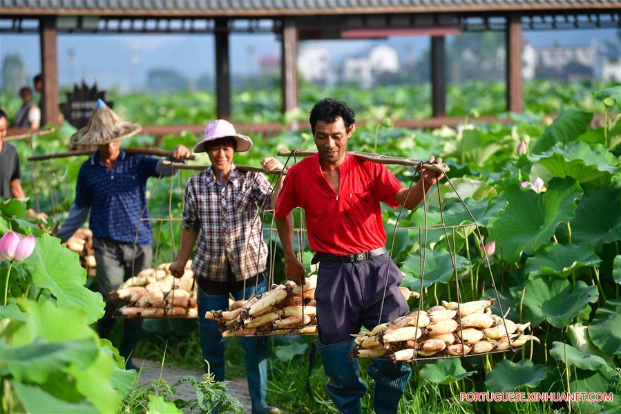 CHINA-GUANGXI-AGRICULTURE-LOTUS ROOT (CN)