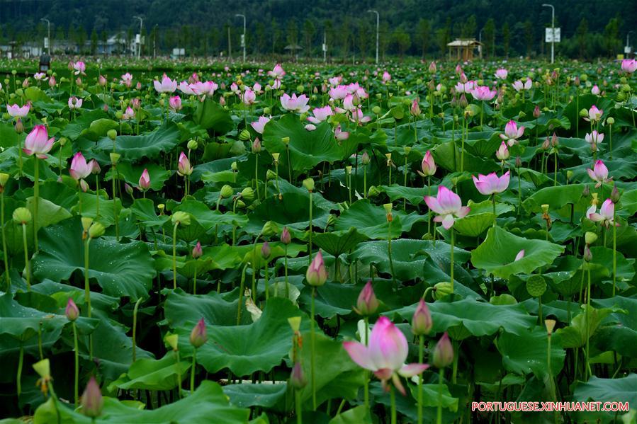 CHINA-FUJIAN-WUYISHAN-LOTUS FLOWERS (CN)