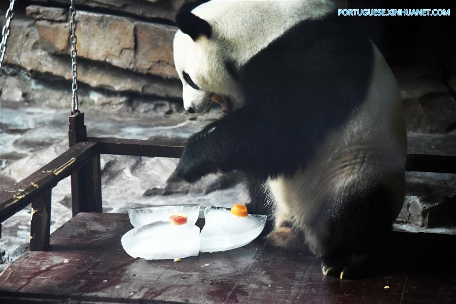 CHINA-JINAN-GIANT PANDA-SUMMER (CN)