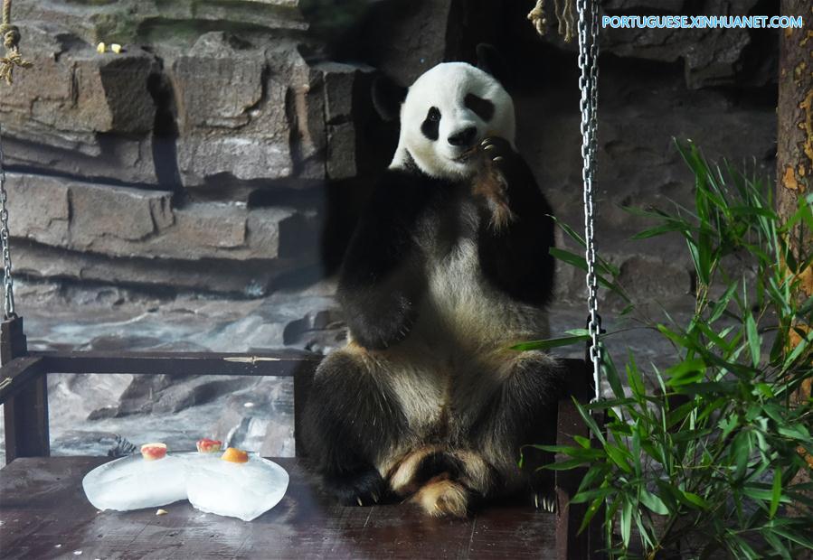CHINA-JINAN-GIANT PANDA-SUMMER (CN)