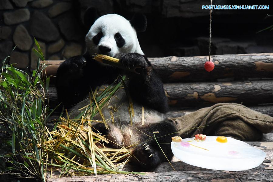 CHINA-JINAN-GIANT PANDA-SUMMER (CN)
