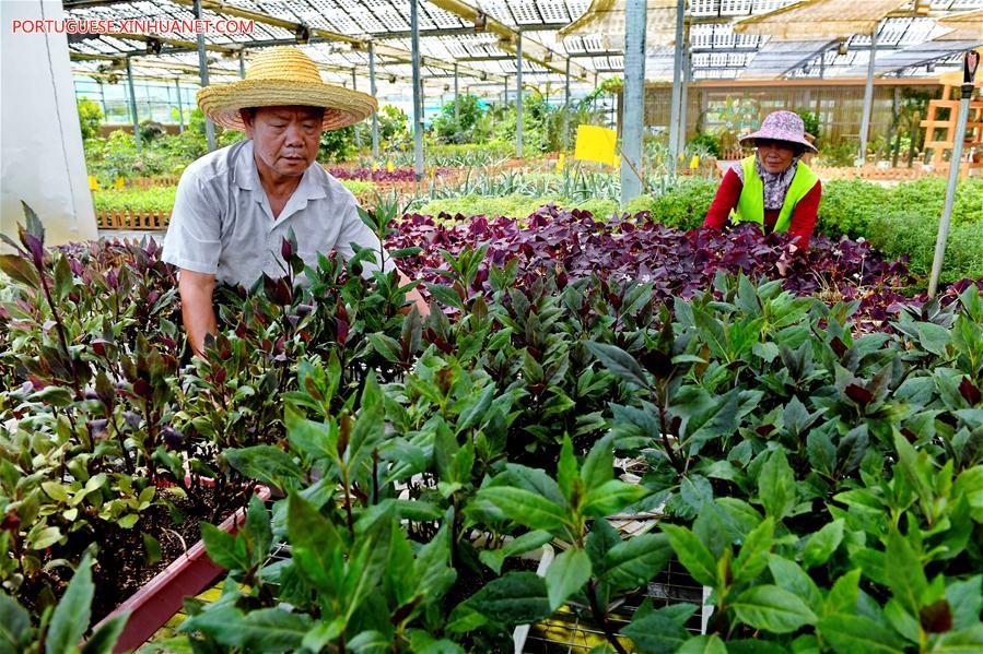 CHINA-FUJIAN-PV POWER-AGRICULTURAL GARDEN (CN)