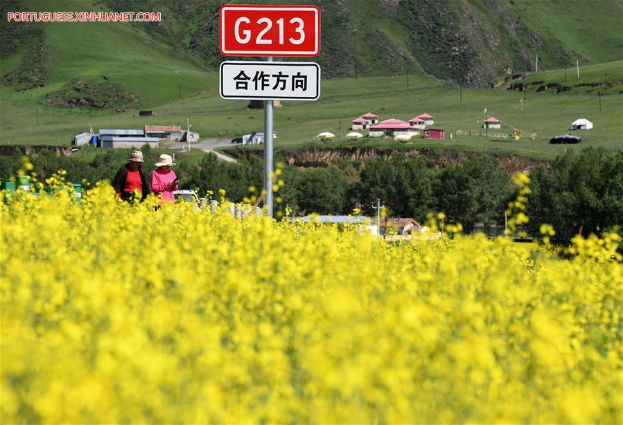 CHINA-GANSU-LUQU-RAPE FLOWER (CN)