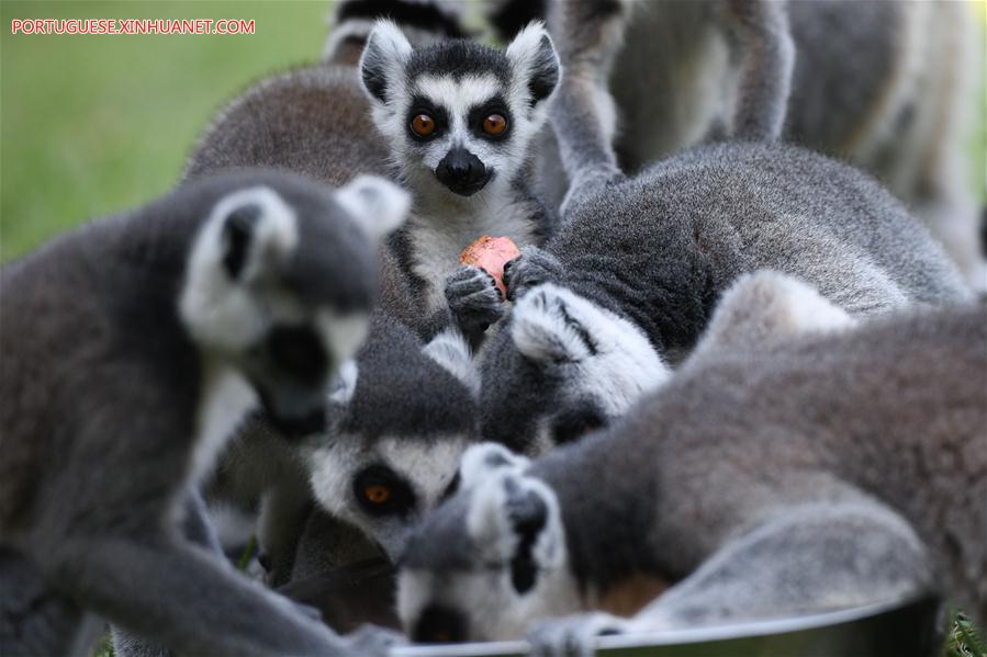 CHINA-ANHUI-HEFEI-ZOO-WEATHER (CN)