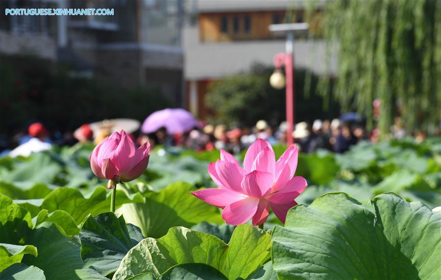 CHINA-YUNNAN-LOTUS FLOWERS (CN)