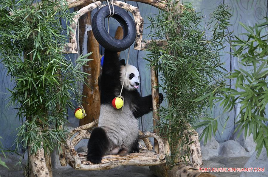 CHINA-HAINAN-HAIKOU-GIANT PANDAS-BIRTHDAY (CN)