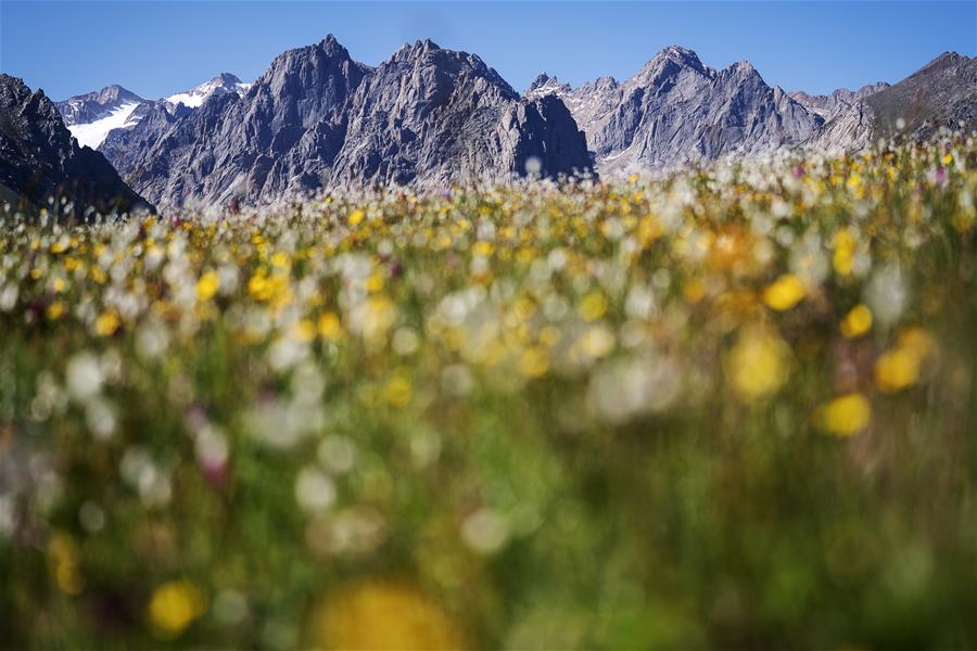 (EcoChina)CHINA-HORTICULTURAL EXPO-QINGHAI (CN)