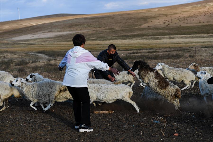 CHINA-INNER MONGOLIA-PASTURE-SHEEP TRADE (CN)