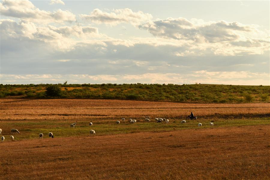 CHINA-INNER MONGOLIA-PASTURE-SHEEP TRADE (CN)