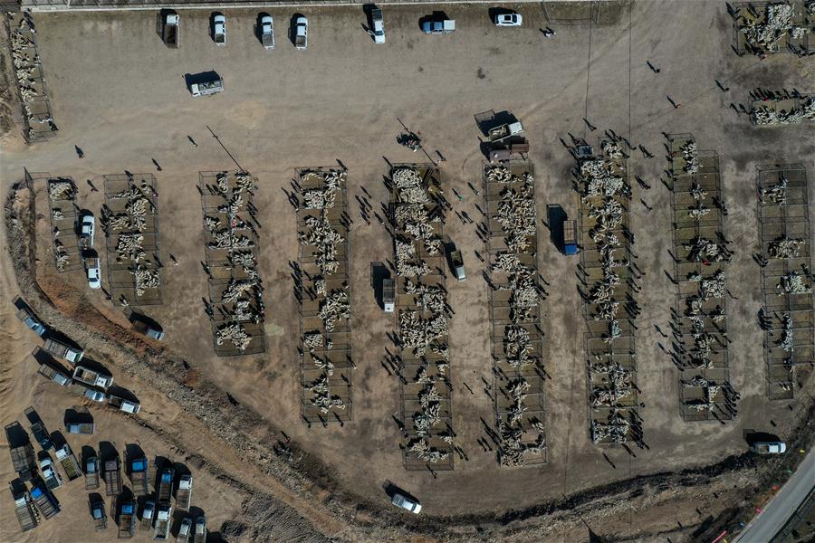 CHINA-INNER MONGOLIA-PASTURE-SHEEP TRADE (CN)