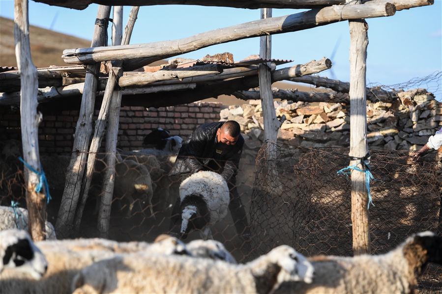CHINA-INNER MONGOLIA-PASTURE-SHEEP TRADE (CN)
