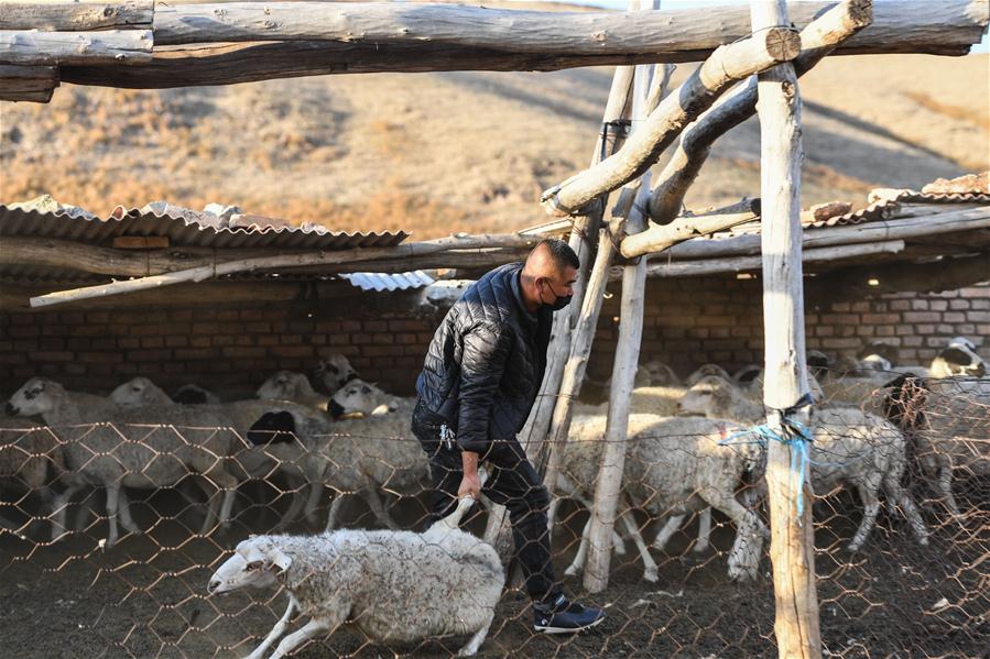 CHINA-INNER MONGOLIA-PASTURE-SHEEP TRADE (CN)