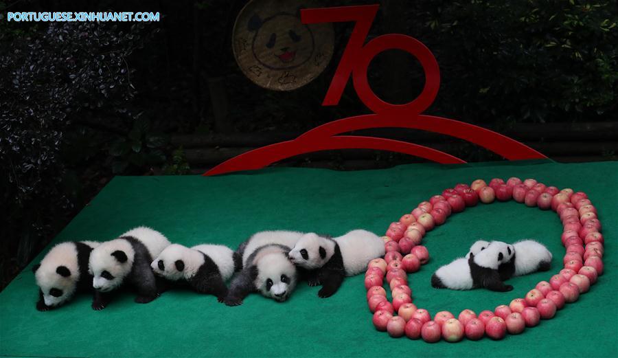 CHINA-CHENGDU-GIANT PANDA-CUBS (CN)