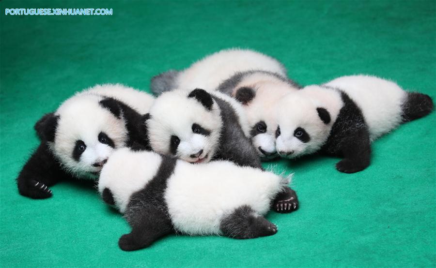 CHINA-CHENGDU-GIANT PANDA-CUBS (CN)