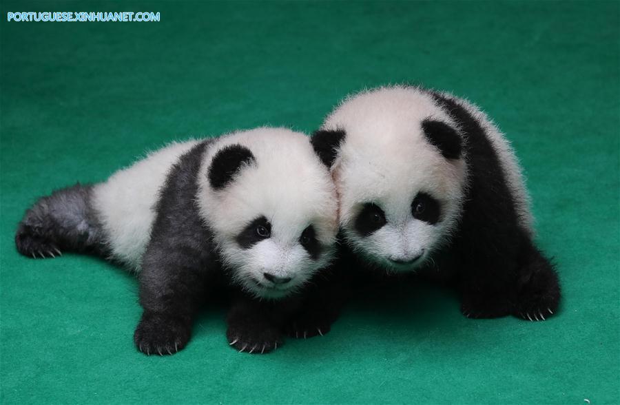 CHINA-CHENGDU-GIANT PANDA-CUBS (CN)