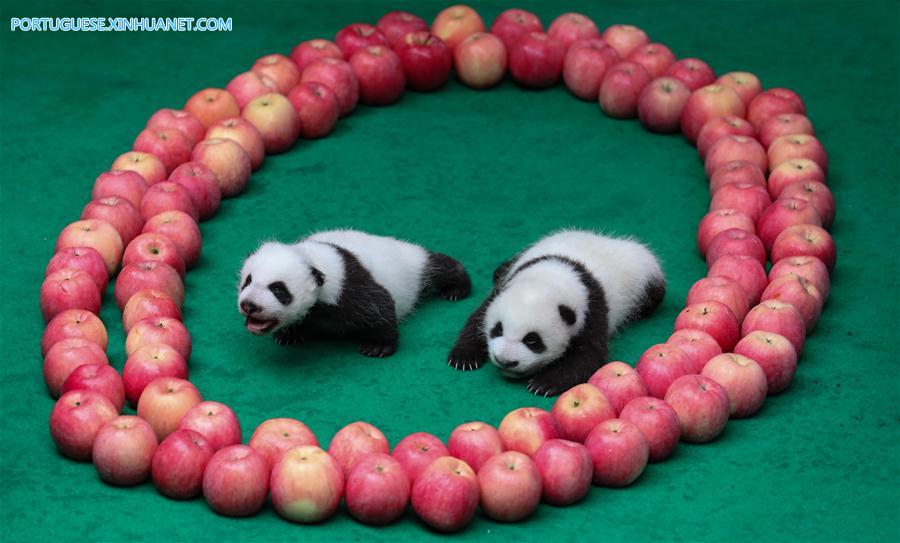 CHINA-CHENGDU-GIANT PANDA-CUBS (CN)
