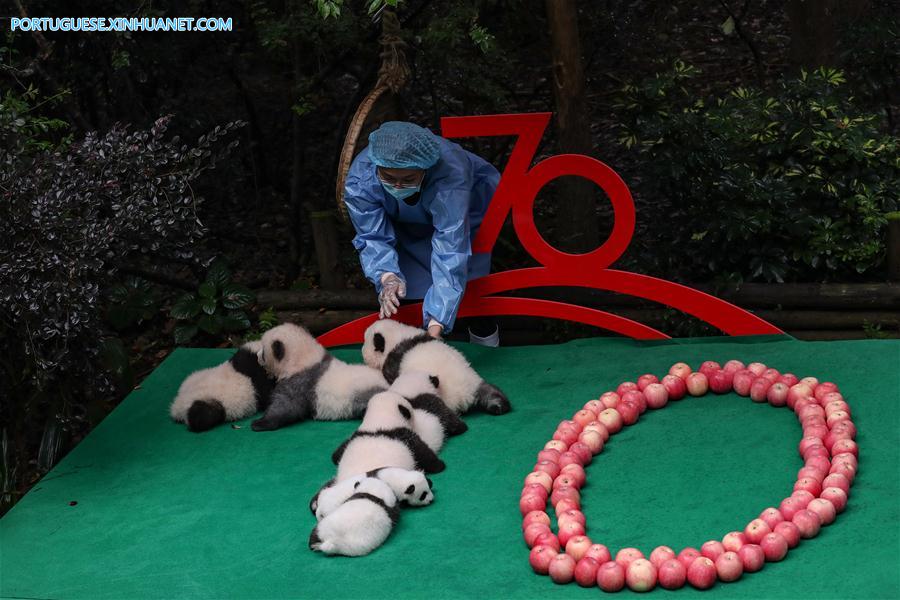 CHINA-CHENGDU-GIANT PANDA-CUBS (CN)