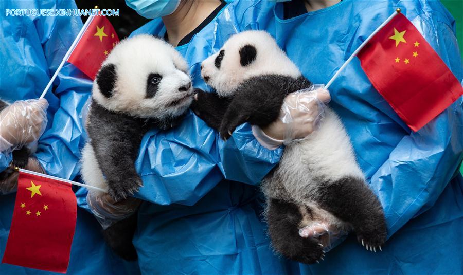CHINA-CHENGDU-GIANT PANDA-CUBS (CN)