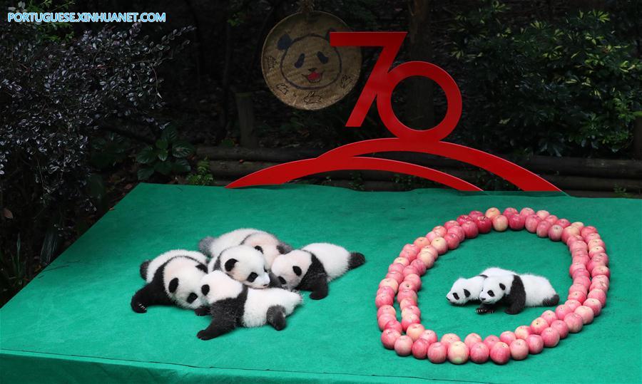 CHINA-CHENGDU-GIANT PANDA-CUBS (CN)