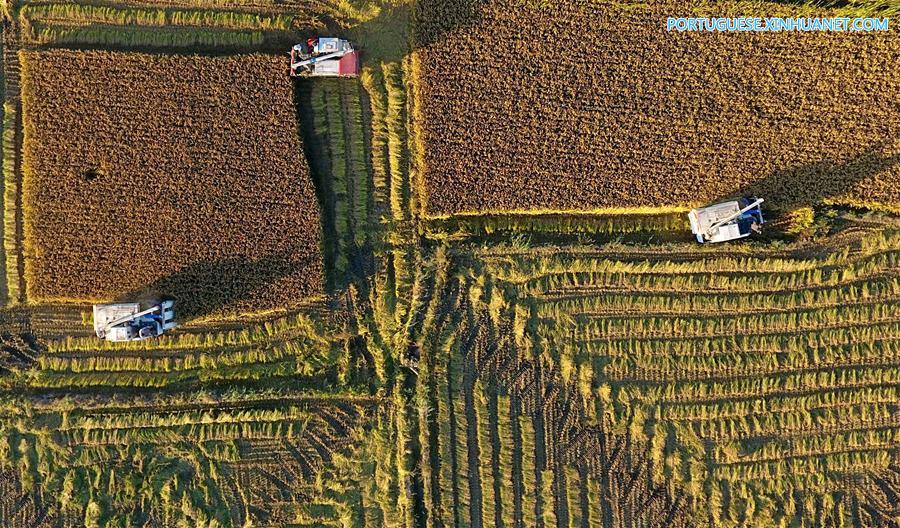 CHINA-HEBEI-HARVEST-AERIAL VIEW(CN)