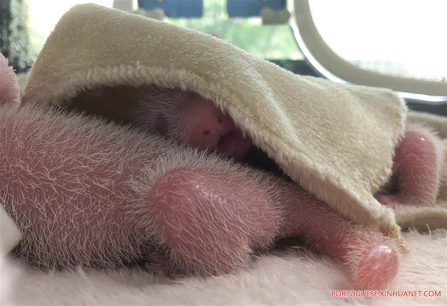 CHINA-SICHUAN-CHENGDU-GIANT PANDA TWINS-BIRTH (CN)