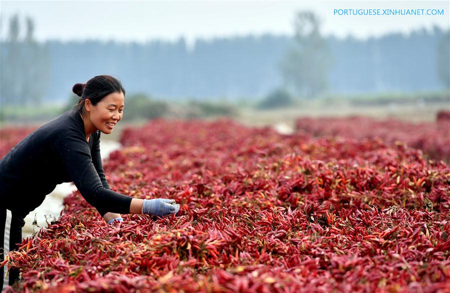 CHINA-HENAN-AGRICULTURE-CHILI PEPPER (CN)