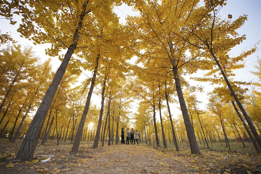 CHINA-HEBEI-TAIHANG MOUNTAINS-SCENERY (CN)