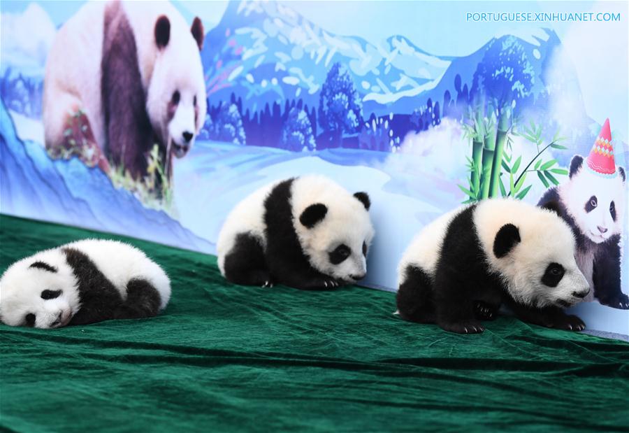 CHINA-SHAANXI-GIANT PANDA-FIRST APPEARANCE (CN)