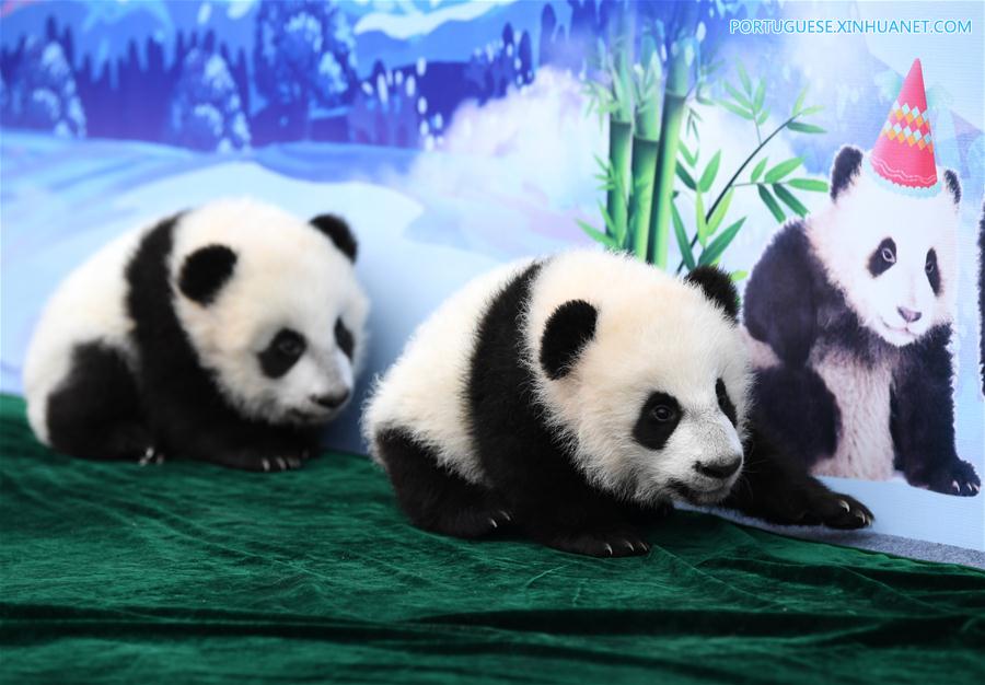 CHINA-SHAANXI-GIANT PANDA-FIRST APPEARANCE (CN)